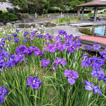 歴代徳島藩主の墓の近くにある助任緑地で花菖蒲を見ました。　　　　　　・紫の花菖蒲かな群れ咲きて(和良)