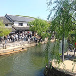 倉敷美観地区では両岸の柳青葉が生き生きと茂っていました。　　　　　　　・両岸の柳青葉のよく茂り(和良)