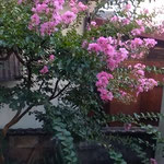 日が暮れてからも我が家の百日紅は美しく咲き続けています。　　　　　・暮れてなほ美しきかな百日紅(和良)