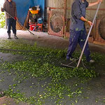 藍農家では藍粉成し作業をした後、炎天に藍を干していくのです。　・それぞれに役割のあり藍粉成す(和良)