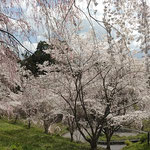 上勝町の枝垂桜の飛花落花はまことに色鮮やかなものでした。　　　・飛花落花とはこんなにも艶やかな(和良)