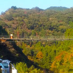 月が谷温泉の近くに大きな吊橋があり山々の黄葉が見渡せました。　　　・吊橋を渡り黄葉を見回して(和良)