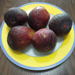 トルコの古代ローマの遺跡にあった無花果を思い出しました。　　　　・無花果の古代ローマの遺跡にも(和良)