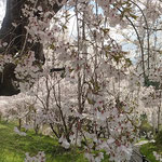 枝垂桜は幹の太いものが多く散り行く姿も見応えがありました。　　　　　・花吹雪く中に動かぬ黒き幹(和良)