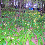 雨の日に険しい崖に群生する牧野植物園の岩石蘭を見に行きました。　　・群生の岩石蘭を仰ぎもし(和良)