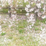 向麻山公園の枝垂れ桜が散る地面には蒲公英が咲いていました。　　　　　・桜散る大地に早も蒲公英が(和良)