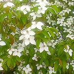 20日も早く梅雨が明けました。山法師が一段と白く見えます。　　　　・梅雨明けの空に真白き山法師(和良)