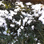 徳島に降った春の雪は我が家の庭の竜の玉を隠すようでした。　　　　　　・竜の玉隠せるやうに春の雪(和良)