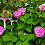 待ちかねていた雨に我が家の紫陽花も生き生きとしてきました。　　　　　・待ちかねし雨に紫陽花蘇る(和良)