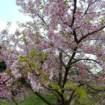 トンネルの残土の山に約百本もの蜂須賀桜が咲いていました。　・卒寿なほ元気に桜育てられ（和良）