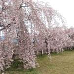 向麻山公園の枝垂れ桜が咲く広場は子供の遊び場になっていました。　　　・満開の桜広場を走る子ら(和良)