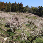 明谷梅林の手前の沢の梅林では臥龍梅の古木が花を連ねていました。　　　　　　　　　　　・岩を抱き大地をつかみ臥龍梅(和良)