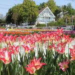 北島町のチューリップ園には園児たちの歓声が聞かれました。　　　・保育所の子らの歓声チューリップ(和良)