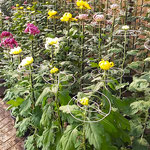 吉野川市鴨島町の菊花展・菊人形展の初日に行ってきました。　　　・咲き満てる日が楽しみの菊花展(和良)