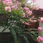 百日紅と書くようにこの花は我が家の庭でも咲き続けています。　　　　・文字通り百日紅でありにけり(和良)