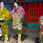 菊人形展の方では初日から菊の香りがたっぷり溢れていました。　　　　・初日からあふれる香り菊人形(和良)　