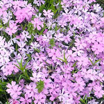 石井町の地福寺の芝桜は太陽を独り占めしているようでした。　　　　　　　・太陽を独り占めして芝桜(和良)