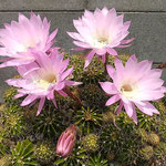 庭に放つたらかしにしていた仙人掌が今年も花を咲かせました。　　・放つたらかさる仙人掌花つけて(和良)