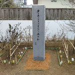 阿南市の牛岐城址にある祖谷主宰岩田公次さんの句碑です。　　　　　　・敷松葉されたる句碑の清々し(和良)