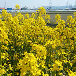 遥かに眉山も見えて長閑な風景が広がっていました。　　　　　　　　　　・菜の花や平和な日本ありがたく（和良）