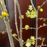 買って来て三日目になると部屋に活けた臘梅は満開になりました。　　　　・三日目の鉢の臘梅もう満開(和良)