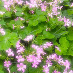 昼、競うように紫の花を開く酢漿草で庭は明るくなります。　　　　　　・酢漿草は昼花開く競ふかに(和良)