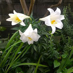 藍住町の我が家の庭の百合の花は雨にも負けず凛としていました。　　・百合の花雨にも負けず凛として(和良)