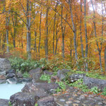 燕温泉から妙高の登山口を少し登ると乳白色の露天風呂がありました。　　　　　　　　　　　　　　　　　　　　　　・紅葉の中に秘湯あり露天なる(和良)