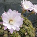 我が家の庭の仙人掌は暑さのなお続く中で咲き続けています。　　　　・暑さなほ続き仙人掌なほも咲く(和良)