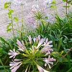 アガパンサスの花は炎天にあっても凛々しく咲いていました。　　　・炎天にアガパンサスの凛々しかり(和良)