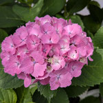 我が家の庭に咲く紫陽花には少し紫の出て来たものもあります。　　　　　　・紫の色の出て来し七変化(和良)