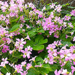 我が家の庭の酢漿草は犇き合って庭中に咲き満ちて来ました。　　　　　・酢漿草の犇き咲ける庭となり(和良)