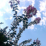 我が家の百日紅はどの花も青空を目指して伸びていっています。　　 　・青空に伸びていきけり百日紅(和良)　　　　　