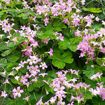 犇き合って競い合うように咲く酢漿草には勢いがありました。　　　　　　・酢漿草の犇き咲ける勢かな(和良)