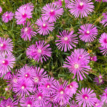 松葉菊を観察すると葉は松の葉のようで花は菊の花のようでした。　　　　・葉は松か花は菊かな松葉菊(和良)
