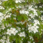 早々と梅雨が明けて山法師の白がいよいよ白く見えてきました。　  　・梅雨明けていよいよ白き山法師(和良)