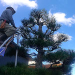 植木屋さんの松手入れを仰いでいると上空に飛行機が飛んでいました。　　・松手入仰げば飛機の高々と(和良)