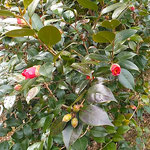 句碑の近くにある紅椿はたくさんの蕾をつけていました。　　　　　　　　・蕾にも色の出て来し紅椿(和良)