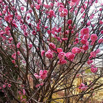 牛岐公園の岩田公次さんの句碑の近くに淡紅梅も咲いていました。　　・華やかに咲いて句碑守る淡紅梅(和良)