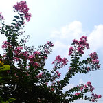 我が家の庭の百日紅は澄み渡る秋の空にまで伸びて行きます。　　　　　・澄み渡る空へも伸びて百日紅(和良)