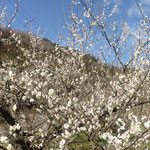 神山町広野の梅林は昔と同じ青空の下に広がっていました。　　・梅咲いて昔と同じ空の青(和良)