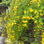上勝町の正木ダム近くの家には山吹もしだれ咲いていました。　　　　　　　・苔の道行き山吹の茂る崖(和良)