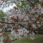徳島市のふれあい健康館に葉の出た桜が咲き残っていました。　　・若葉出てゐても咲き継ぐ桜かな(和良)