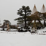 松の雪吊が一段と美しい雪の日の兼六園を散策しました。　　　　　　　　・雪吊の兼六園へ雪の日に（和良）