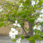 徳島市の文学書道館では花水木が綺麗に咲いていました。　　　　　　　　・花水木美しき文学書道館(和良)