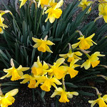 藍住町の我が家のご近所の庭に黄水仙が綺麗に咲いていました。　　　・日溜りに咲き満ちてゐる黄水仙(和良)