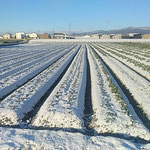 徳島に初雪が降った朝、藍住町は一面の銀世界になりました。　　　　・朝起きてみればうっすら銀世界(和良)