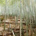 小松島市立江町の筍の竹林には猪除けの垣が張り巡らされていました。　・筍の山猪垣のめぐらされ(和良)