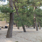 大神子海岸の松林にはキャンプのテントも張られていました。　　　・松林キャンプの人もちらほらと(和良)