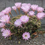我が家の庭の仙人掌の花はどれも美しく瑞々しく咲いています。　　　　　　・仙人掌の花美しく瑞々し(和良)
